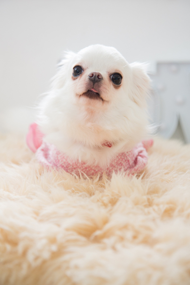 犬の写真撮影