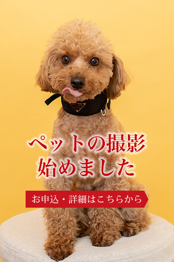 ペットの写真館